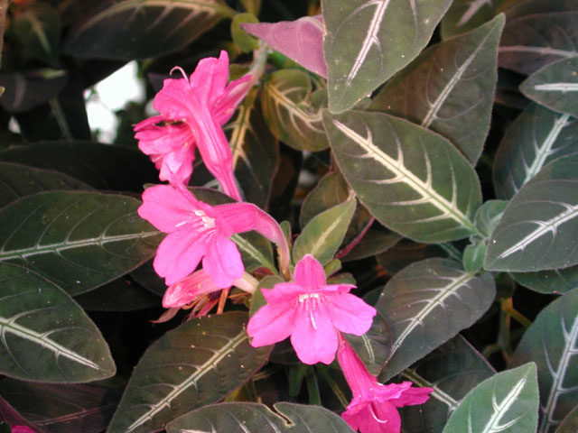 Ruellia makoyana, trailing velvet plant