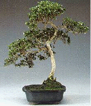 Serissa bonsai