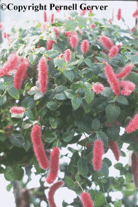 Strawberry firetails, Acalypha repens