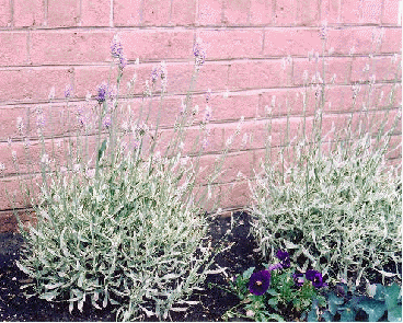 English lavender 'Silver Edge'