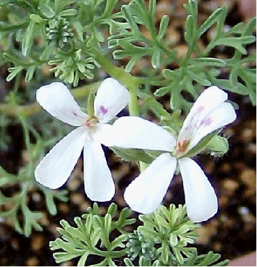 Southernwood Scented Geranium, Pelargonium abrotanifolium)