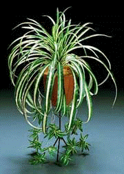 Spider Plant