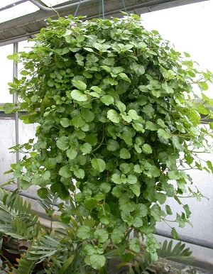 Plectranthus coleoides, White-Edged Swedish Ivy