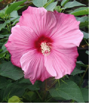 Hibiscus 'Sweet Caroline'