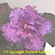 African violet - pink spotted with periwinkle blue