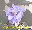 African violet - double pale-blue and white flowers