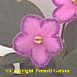 African violet - Medium pink, single, slightly-cupped flowers have a wide, glittery, fuchsia-lavender band around their edges. The face of the flower is irregularly flecked with specks of red glitter.