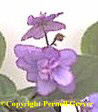 African violet - Semi-double flowers are borne in large clusters. The pale-lavender flowers are blushed with sky-blue markings and have a frosted appearance due to silver glitter on their faces