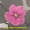 African violet - Semi-double, pansy-shaped blooms in shades of deep, mauve-red look like velvet set against a background of deep green plant foliage