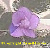 African violet - periwinkle blue with large splotches of darker blue