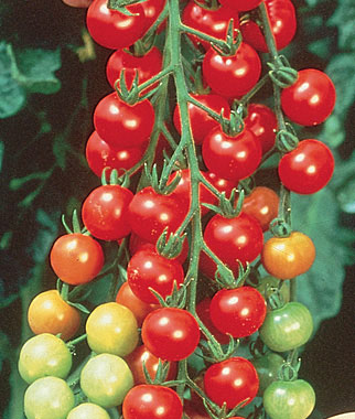 Tomato 'Super Sweet 100'