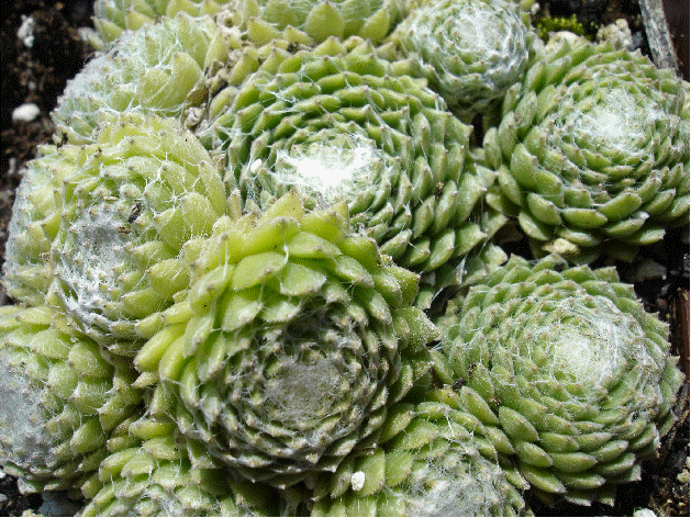 Sempervivum arachnoideum tomentosum