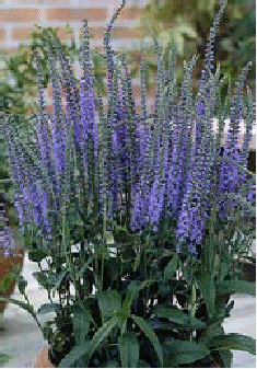 Veronica 'Twilight'