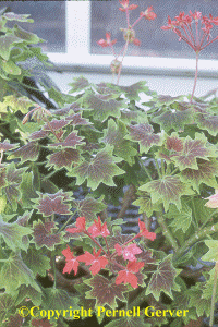 Geranium 'Vancouver Centennial', Pelargonium 'Vancouver Centennial'