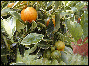 Variegated Calamondin Orange fruit