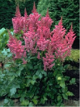 Astilbe chinensis 'Visions in Pink'