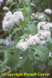 White heliotrope, Heliotropium arborescens 'Alba'