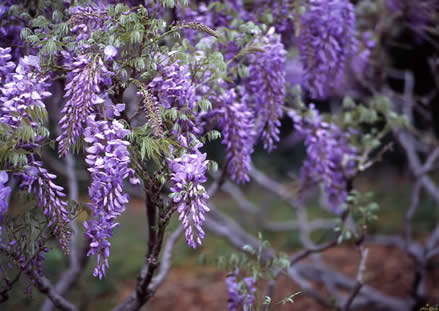 Wisteria