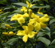 Yellow jasmine, Jasminum revolutum